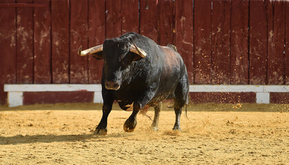 un toro bravo español corriendo en una plaza de toros durante un espectaculo taurino en españa - 716036347