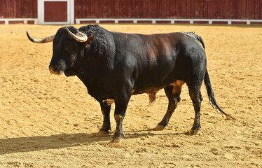 un toro bravo español corriendo en una plaza de toros durante un espectaculo taurino en españa - 716036373
