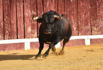 un toro bravo español corriendo en una plaza de toros durante un espectaculo taurino en españa - 716036399