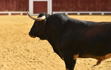 un toro bravo español corriendo en una plaza de toros durante un espectaculo taurino en españa - 716036519