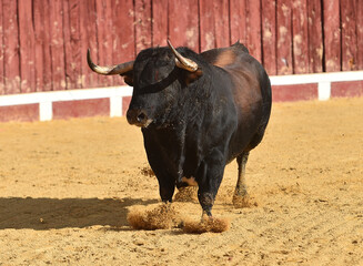 un toro español con grandes cuernos en una plaza de toros durante un espectaculo taurino