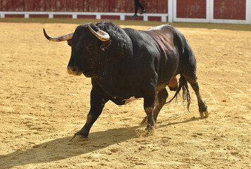 un toro español con grandes cuernos en una plaza de toros durante un espectaculo taurino