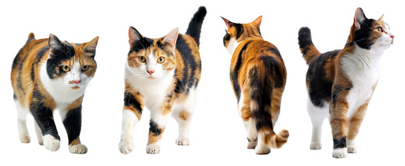 Collage of calico cat walking in different positions. Isolated over transparent background - obrazy, fototapety, plakaty