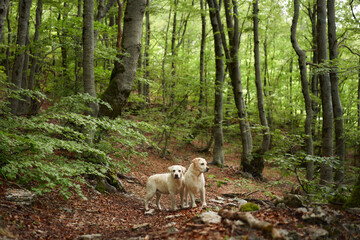 two Labrador Retrievers stand attentively in a dense woodland, their pale coats a stark contrast to the deep greens of the forest