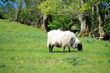 Grazing sheep