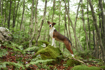 Dog stands poised on a moss-covered rock amidst a verdant forest, its vigilant stance and alert...