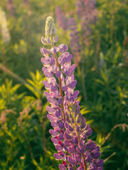 purple and yellow flower