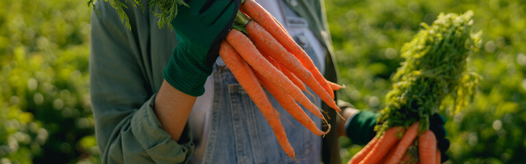 Close up of female farmer holding freshly picked carrots standing in field. Agro industry concept