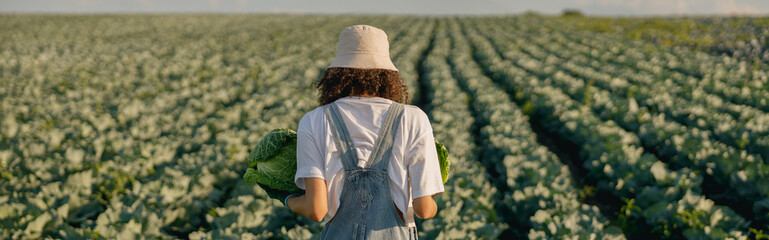 Back view of female farmer in uniform working in cabbage field during harvest. Agricultural activity