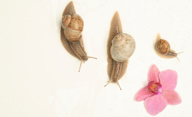 snails for medical skin care background