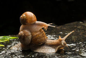 snails for medical skin care background