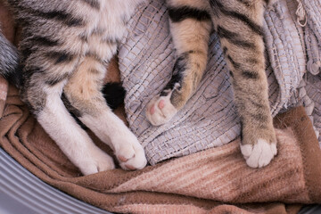 cat paws on a towel domestic cozy atmosphere environment wallpaper background concept picture