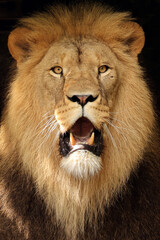 Lion (Panthera Leo) close up view