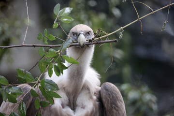 The Eurasian griffon vulture in closeup view, Gyps fulvus