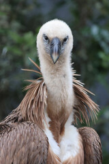 The Eurasian griffon vulture in closeup view, Gyps fulvus