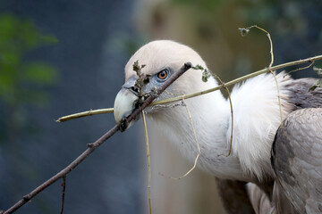 The Eurasian griffon vulture in closeup view, Gyps fulvus