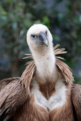 The Eurasian griffon vulture in closeup view, Gyps fulvus