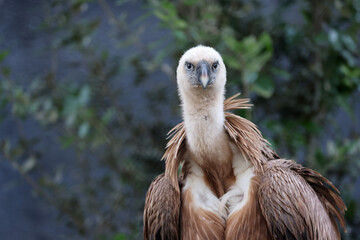 The Eurasian griffon vulture in closeup view, Gyps fulvus