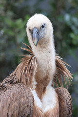 The Eurasian griffon vulture in closeup view, Gyps fulvus