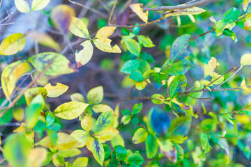 Fondo para publicidad , fondo de naturaleza para insertar publicidad, fond nature pour insérer de...