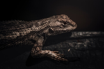 close up of a lizard