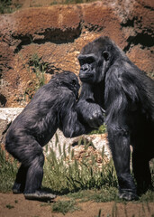 Gorilla and child