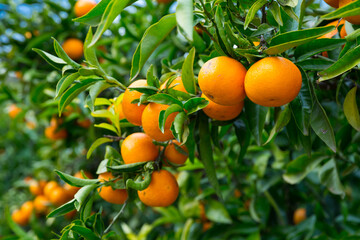 View of ripe mandarin oranges on trees on fruit farm