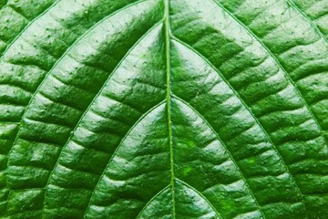 green leaf texture