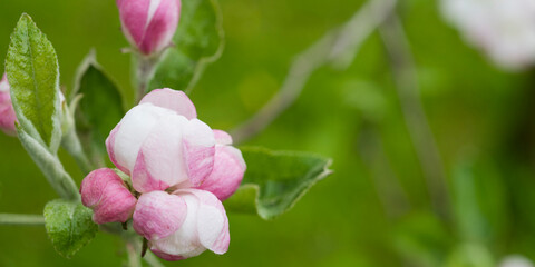 Obraz premium spring background with natural flowers and plants