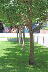 A row of trees planted in a apartment complex