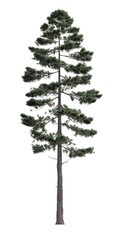 Single evergreen coniferous pine tree 3D render overcast lighting on isolated white background