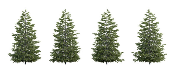 Evergreen coniferous European spruce tree 3D render overcast lighting on isolated white background