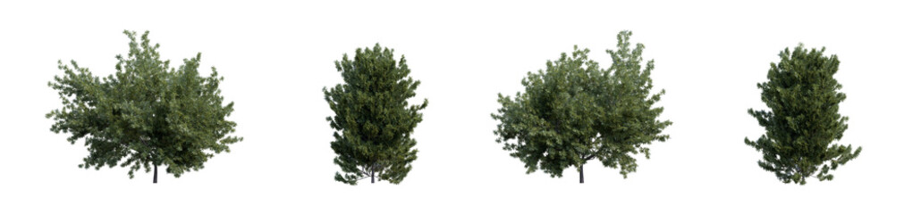 Fototapeta na wymiar Evergreen coniferous shrubs common yew 3D render overcast lighting on isolated white background
