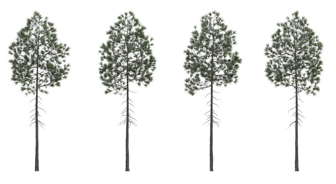 Evergreen pine coniferous tree 3D render overcast lighting on isolated white background