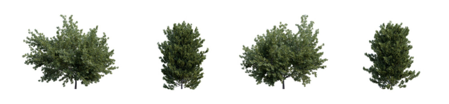Evergreen coniferous shrubs common yew 3D render overcast lighting on isolated white background