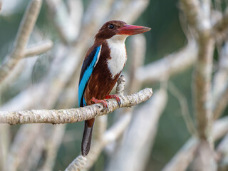 White-throated Kingfisher is bird in Thailand.