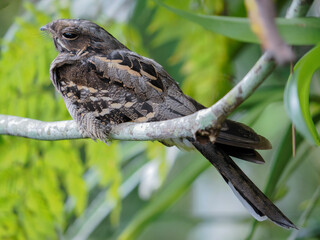 Large-tailed Nightjar is bird in Thailand.