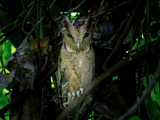 Collared scops owl is bird in Thailand.