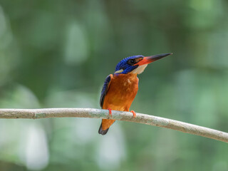 Blue-eared Kingfisher is bird in Thailand.