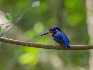 Blue-eared Kingfisher is bird in Thailand.