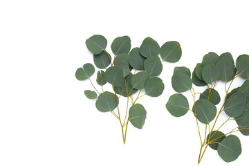 Obraz premium Green leaves of eucalyptus on white