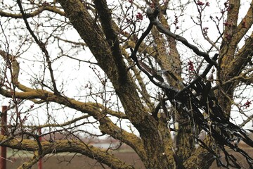 Fototapeta premium Dreamcatcher on a tree,natural background