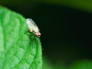 Anthomyiidae
