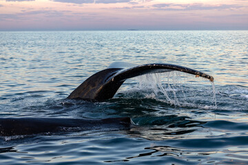 humpback whale in Mexico