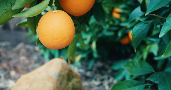 Ripe oranges on a citrus tree in winter 