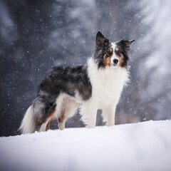 Border collie dog in snow