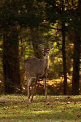 Deer Among the Trees