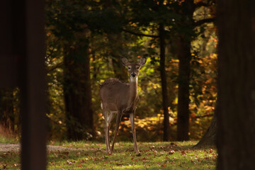 Deer in the Woods