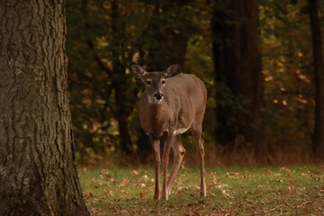 Deer Near a Tree