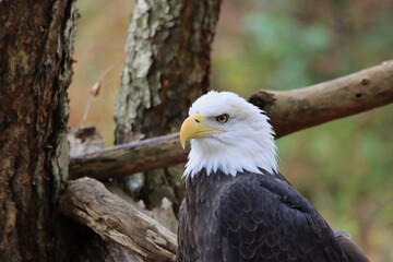 Proud Eagle
